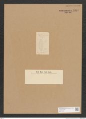 Diatomeae indet. Zeichnungen Sammlung Grunow Nr. 3901 (NHMW-BOT-W0371627)